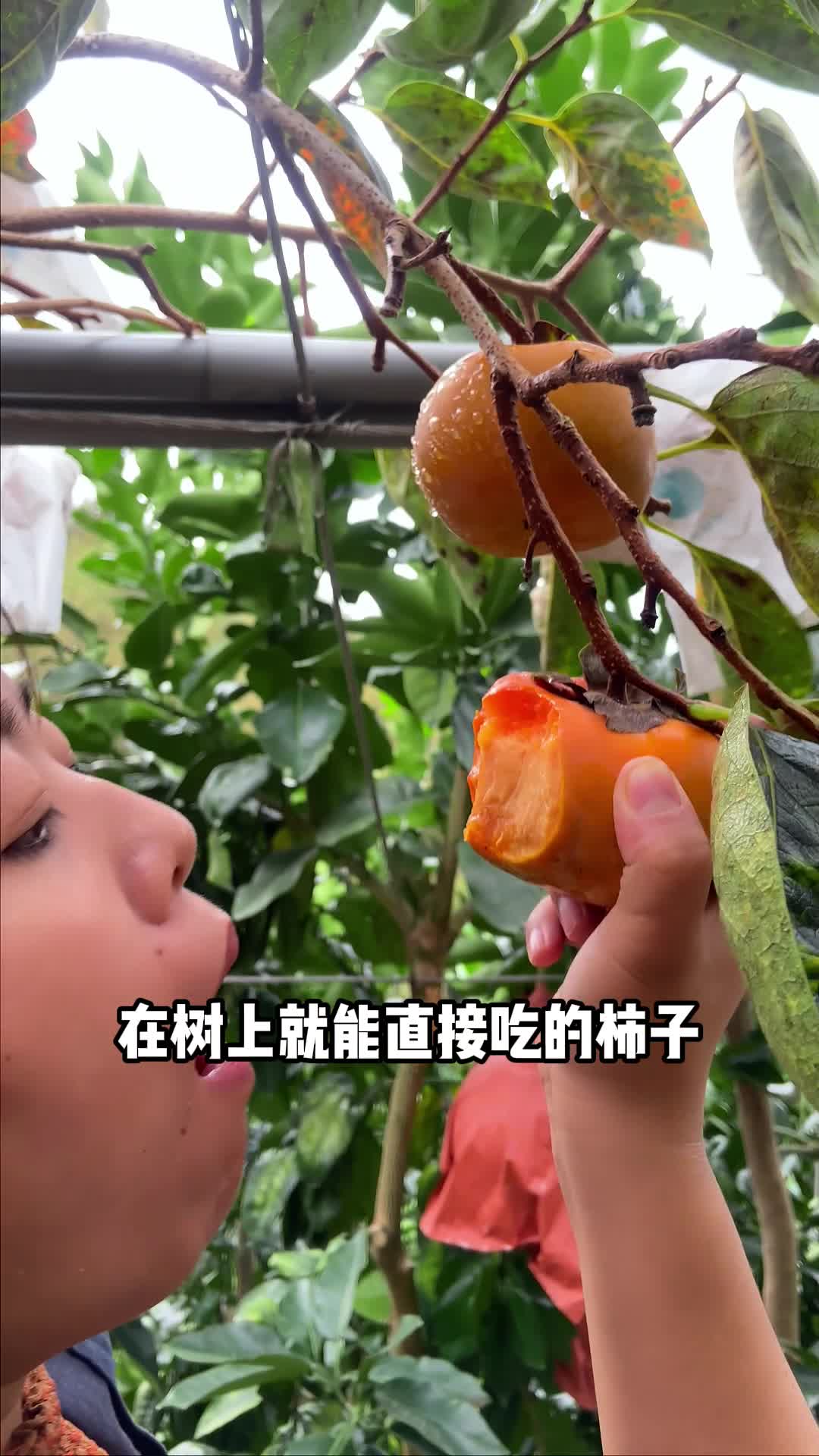 台湾甜柿-佬乡农场