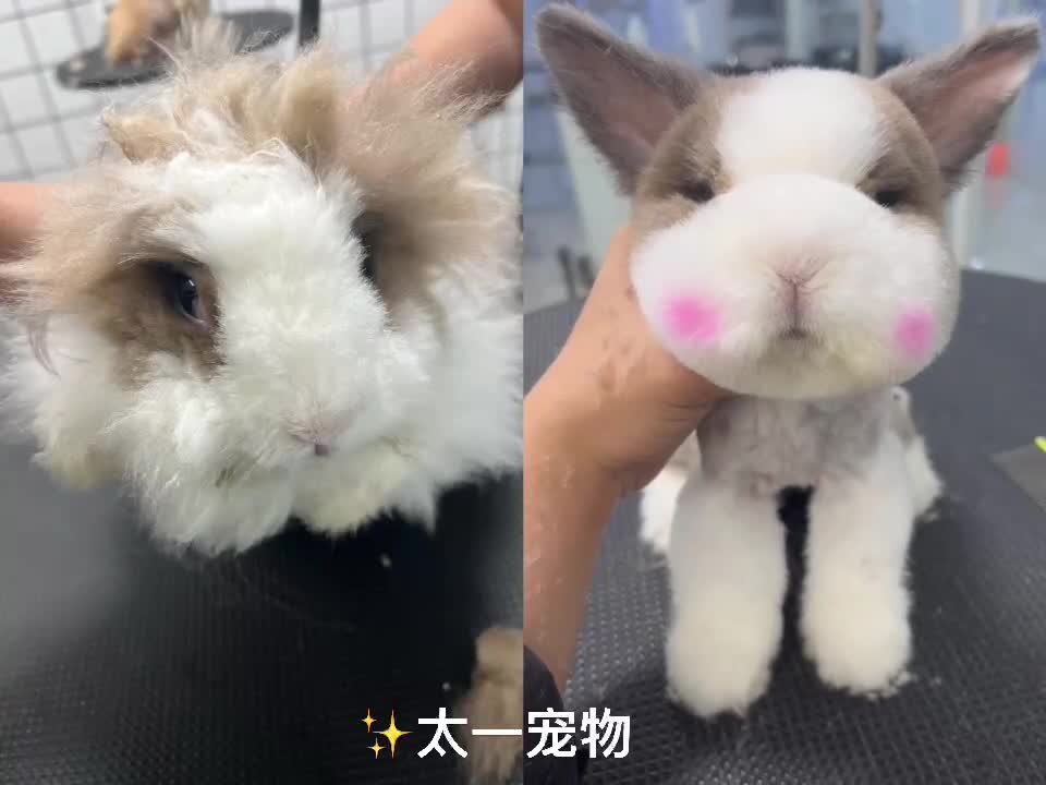 兔子美容